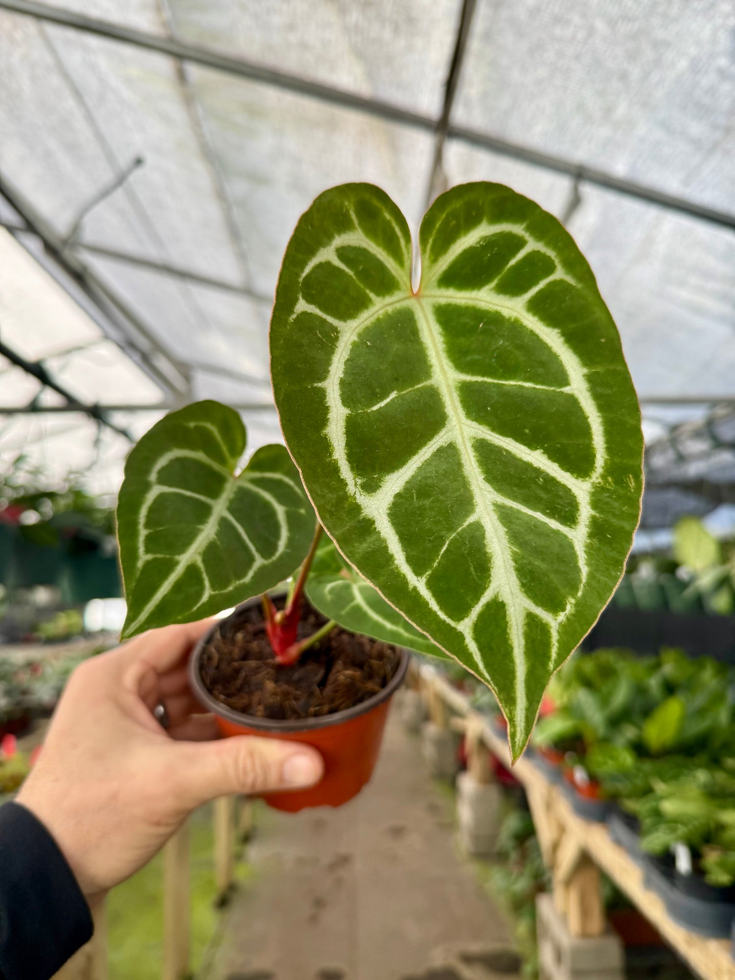 Anthurium Crystallinum