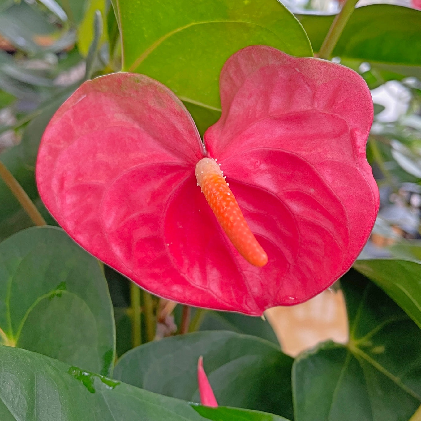 Pink Obake Anthurium