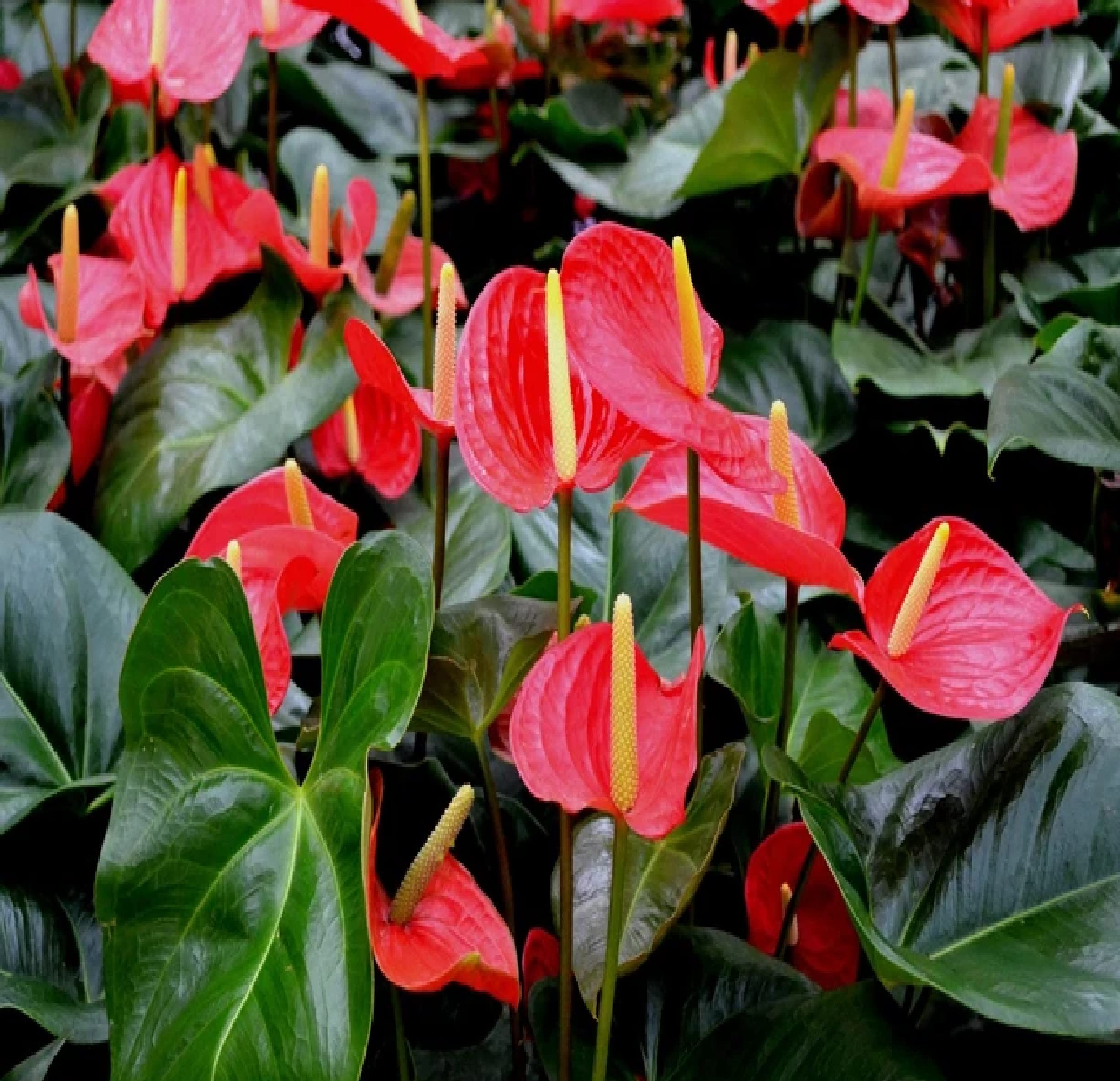 Red Anthurium