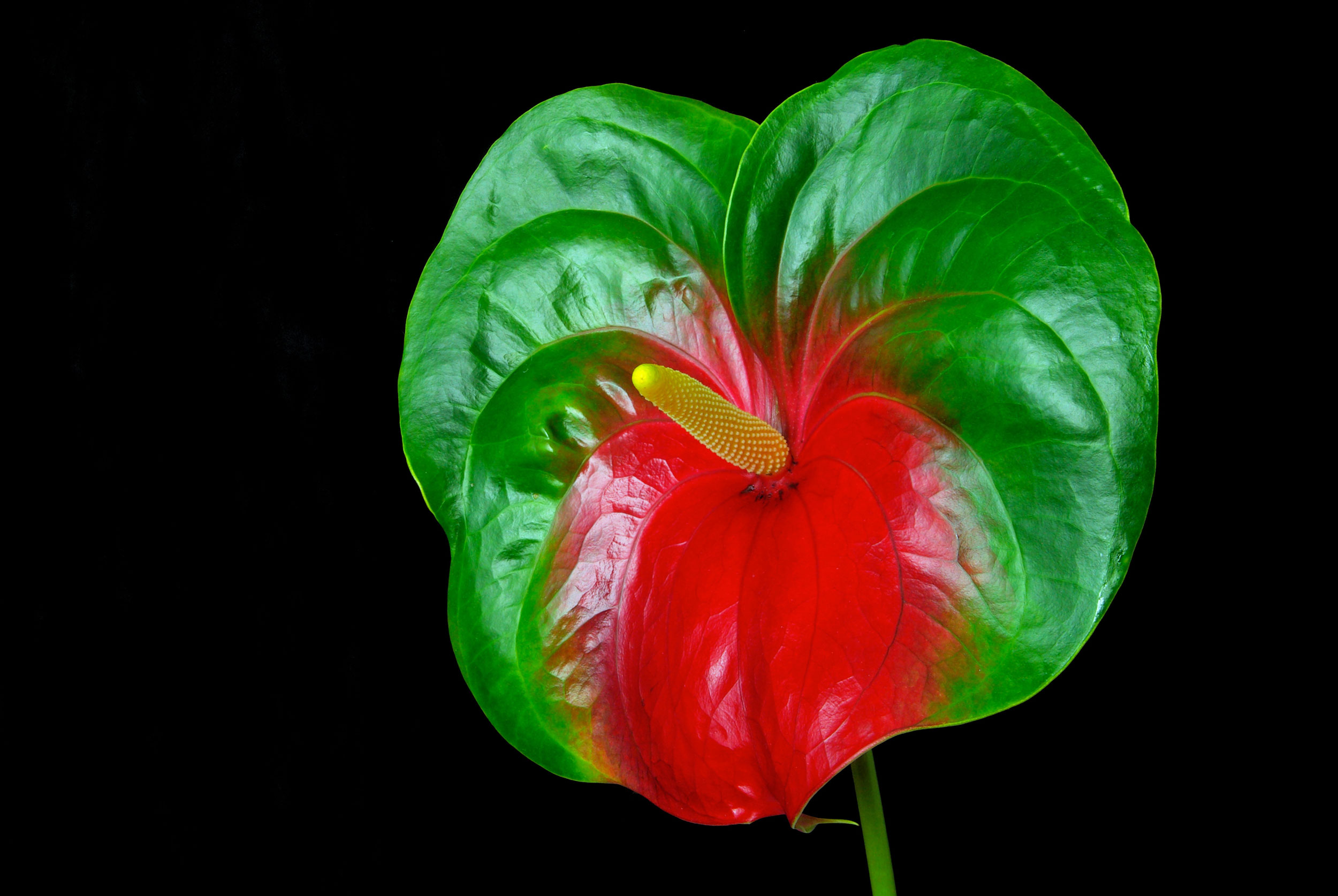 Red Green Obake Anthurium