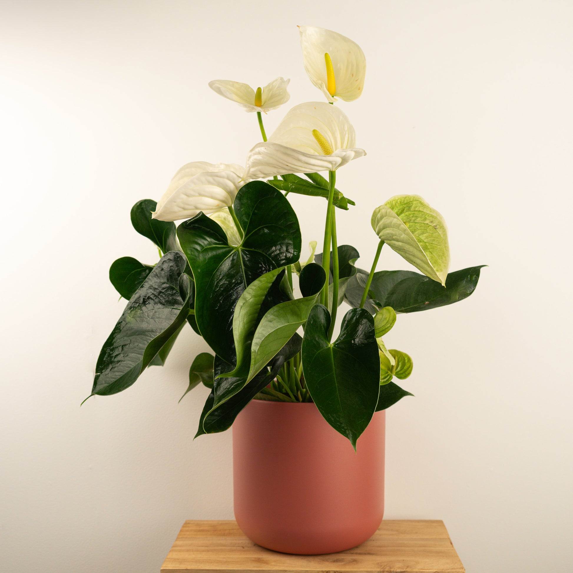 White Anthurium