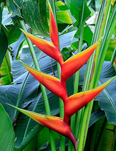 Heliconia Bihai