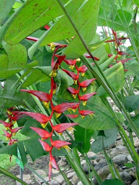 Heliconia Collinsiana