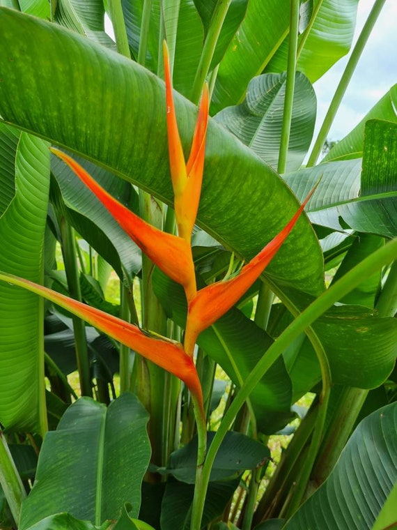 Heliconia Latispatha