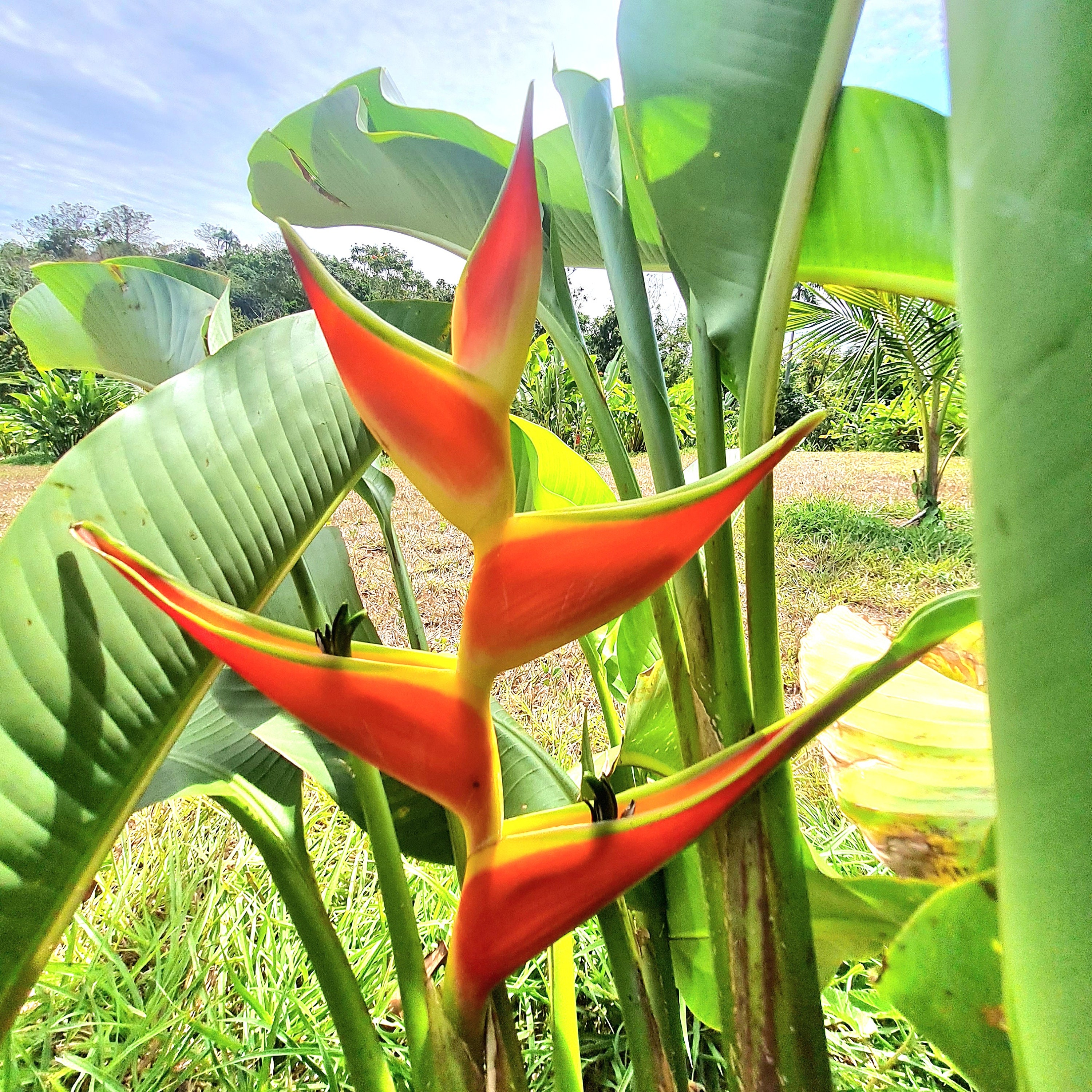 Heliconia Stricta Orange Crush