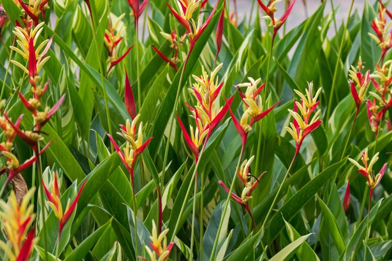 Heliconia Psittacorum