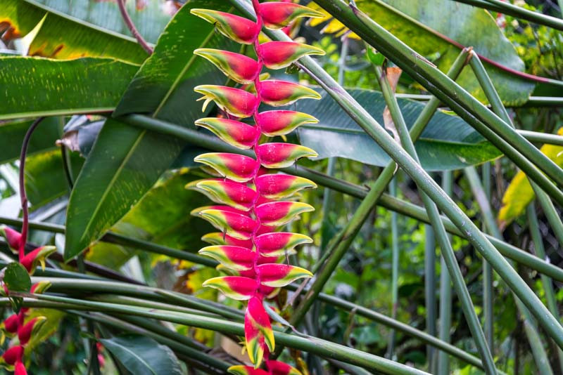 Heliconia Rostrata
