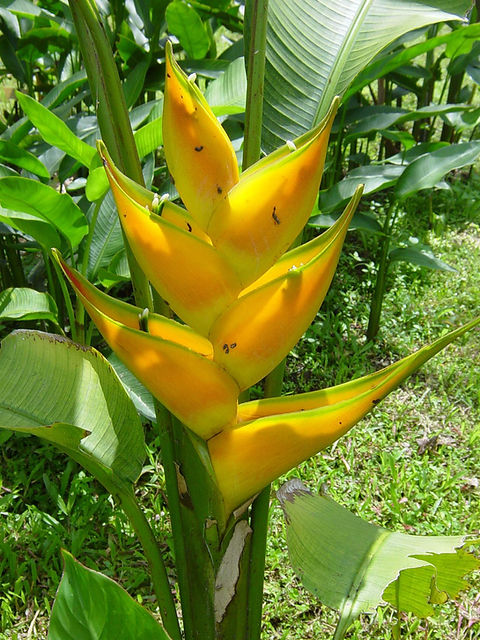 Heliconia Stricta Yellow Canary
