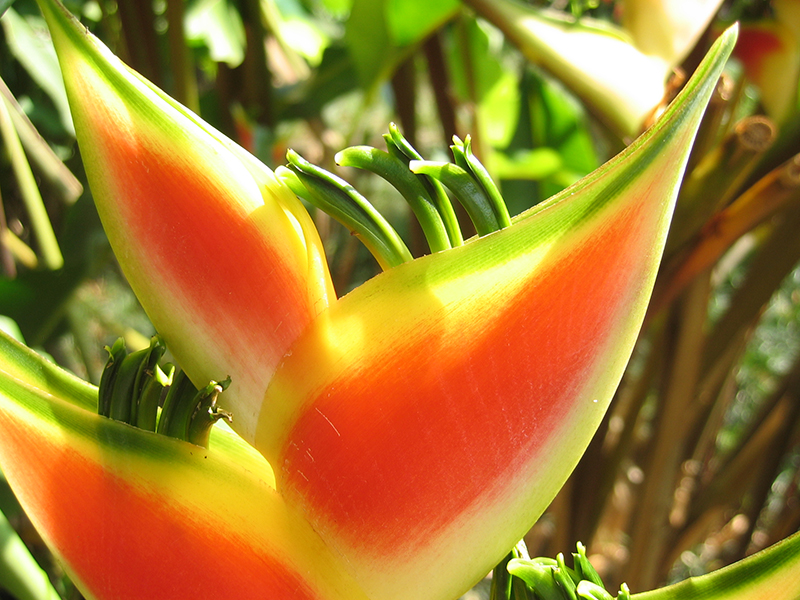 Heliconia Wagneriana