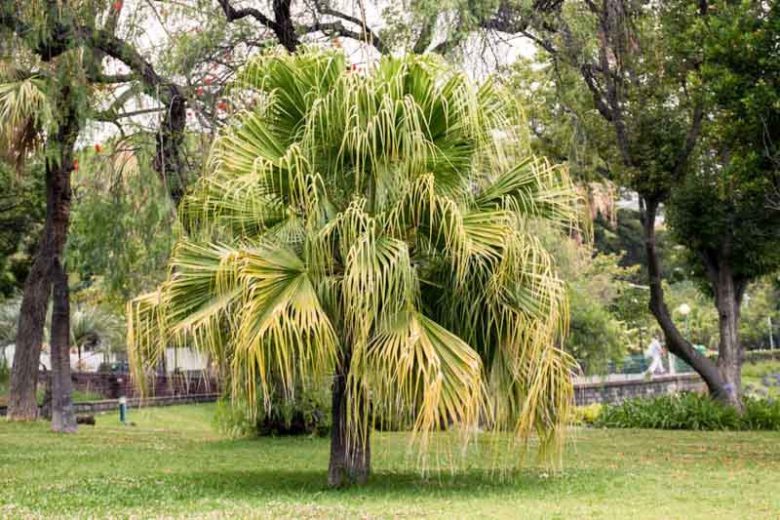 Fan Palm