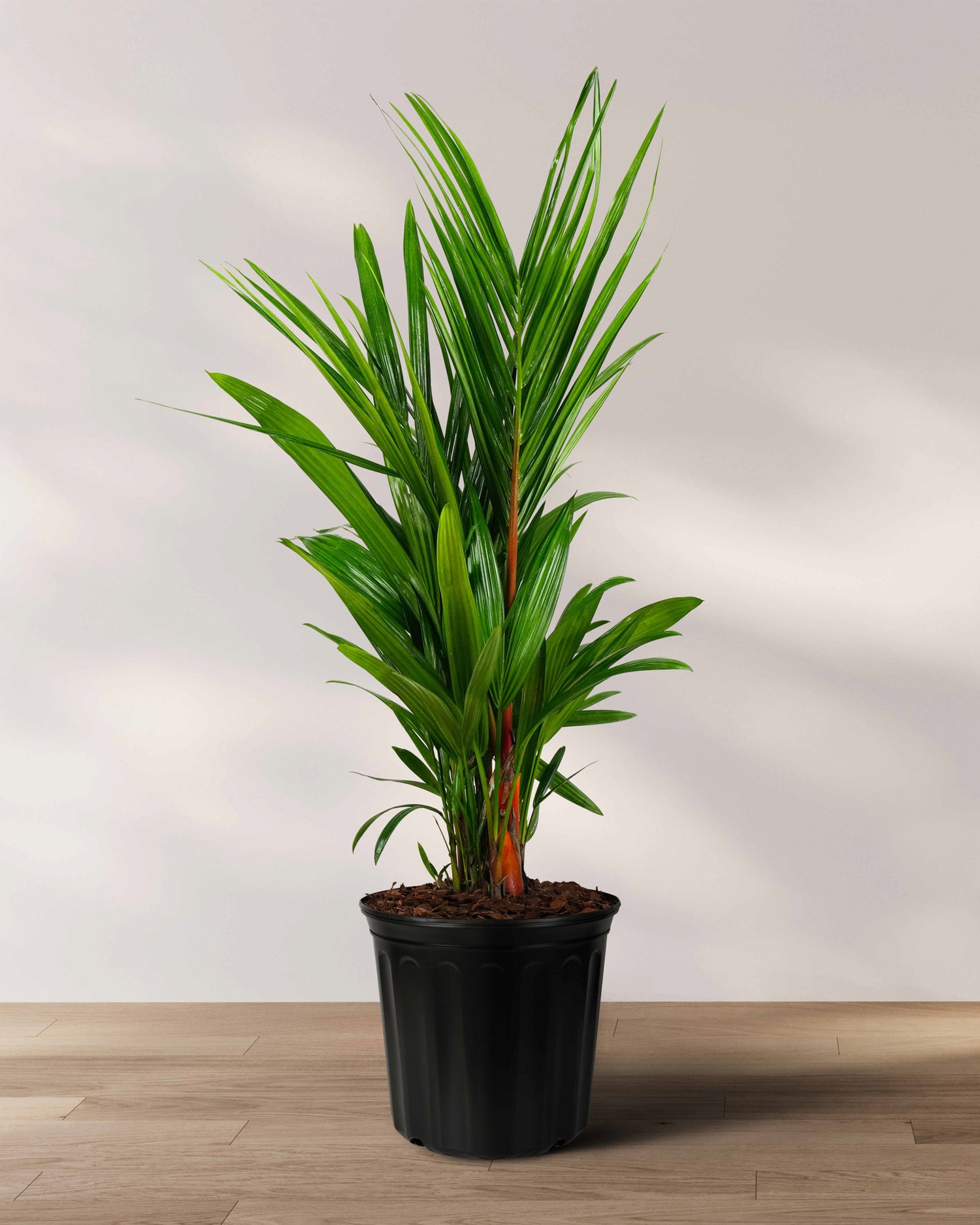 Red Palm – Lipstick Palm